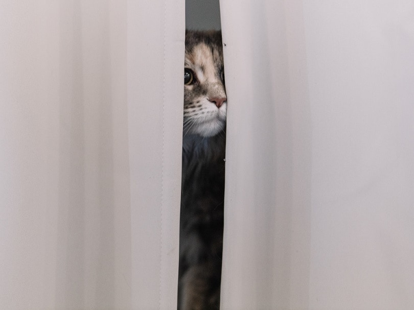 gato se esconde detrás de la cortina