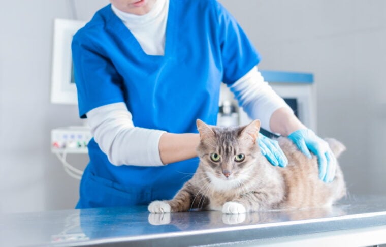 cat in vet clinic