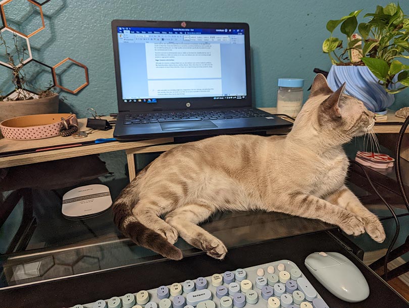 cat lying on the computer desktop