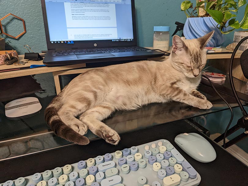 cat lying on the desktop