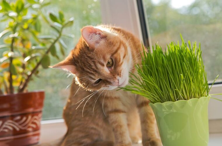 cat sniffing at a vase of cat grass