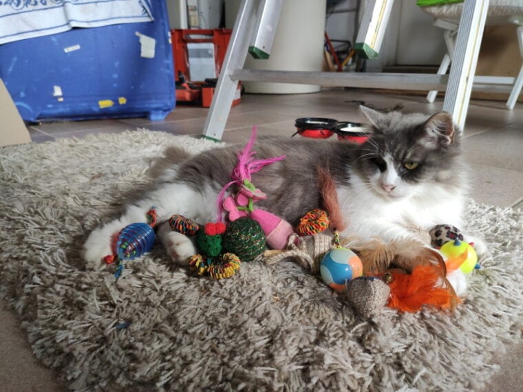 gato rodeado de juguetes