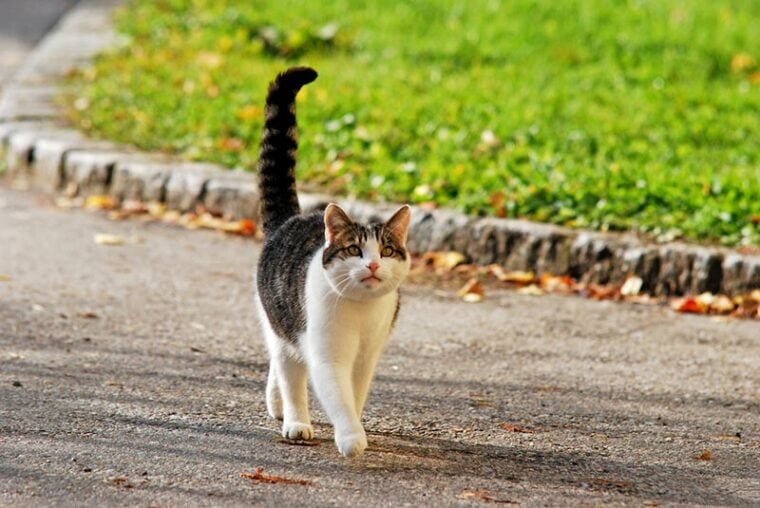 cat with extended puff tail walking on the street