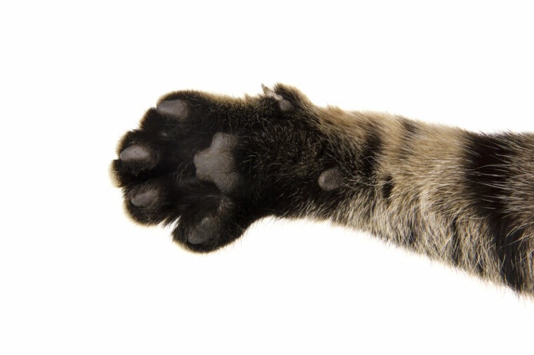 cat front paw