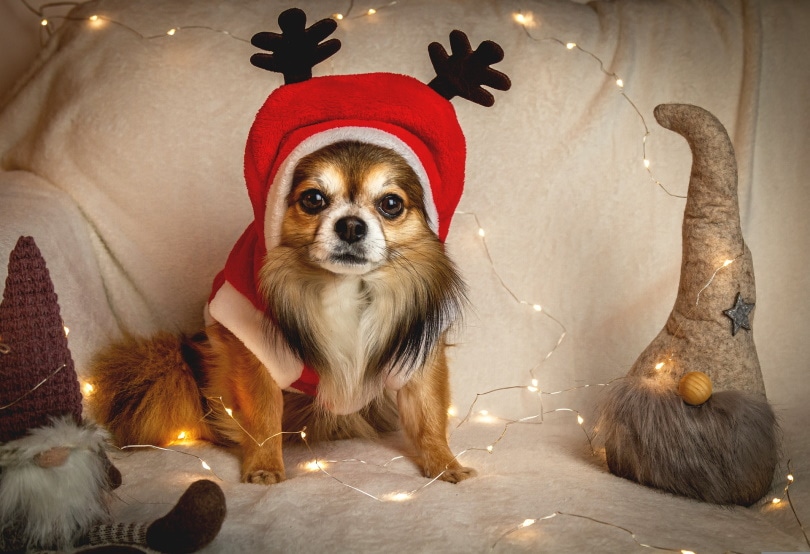 chihuahua dog with christmas costume