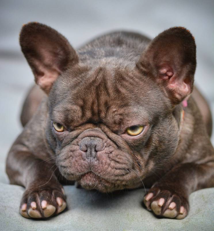chocolate french bulldog looking grumpy