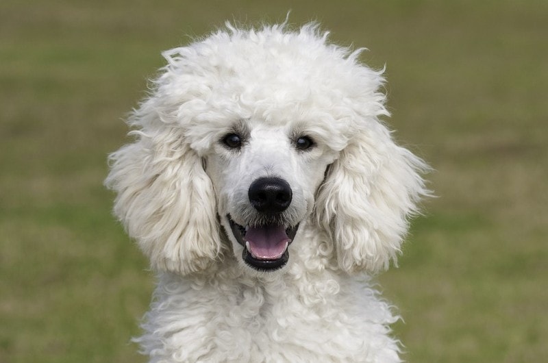 close up of a white poodles's face