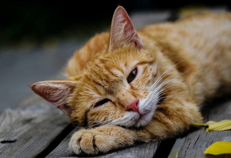primer plano de un gato naranja de aspecto enfermo acostado sobre tablones de madera