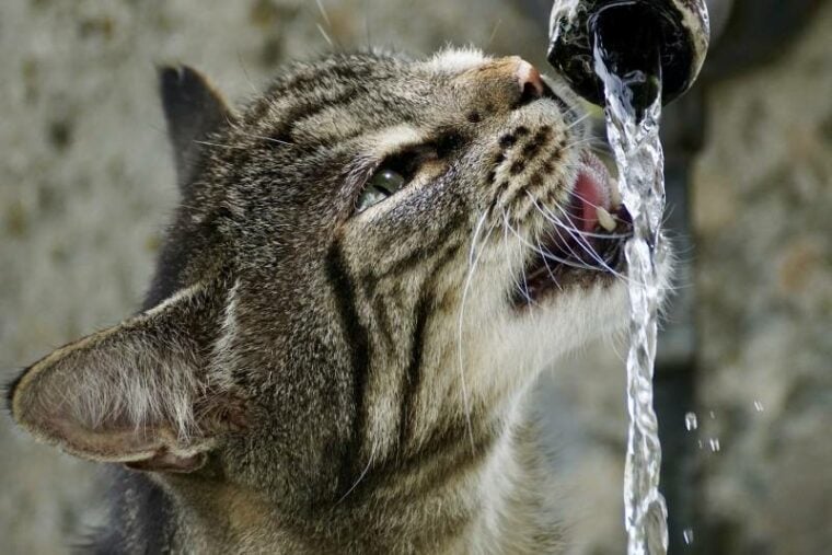 close up shot of thirsty cat drinking water