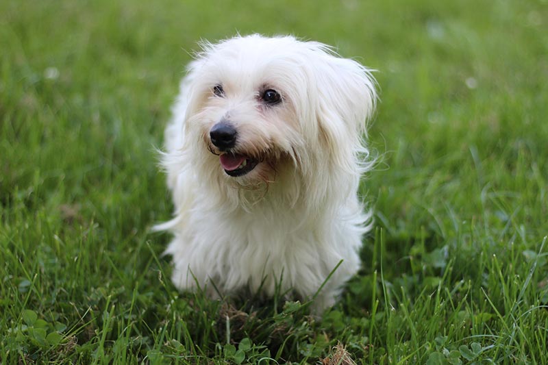 coton de tulear dog sitting on grass