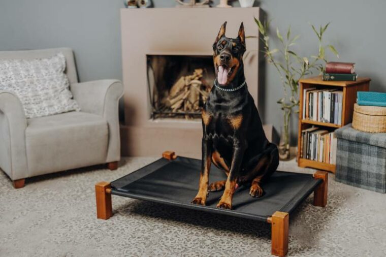 doberman dog on the dog bed in the living room