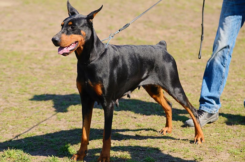 doberman pinscher dog with owner outdoor