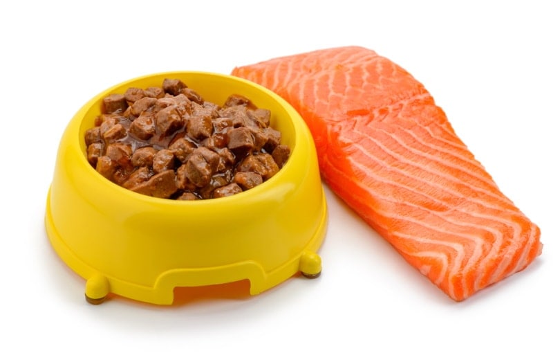 dog food with salmon