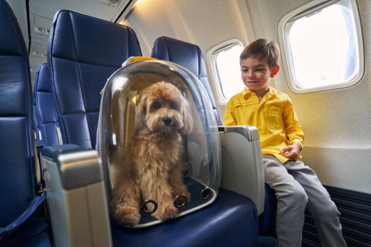 what size dogs can fly in the cabin