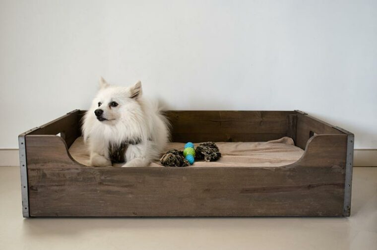 dog on a wooden bed with cushion