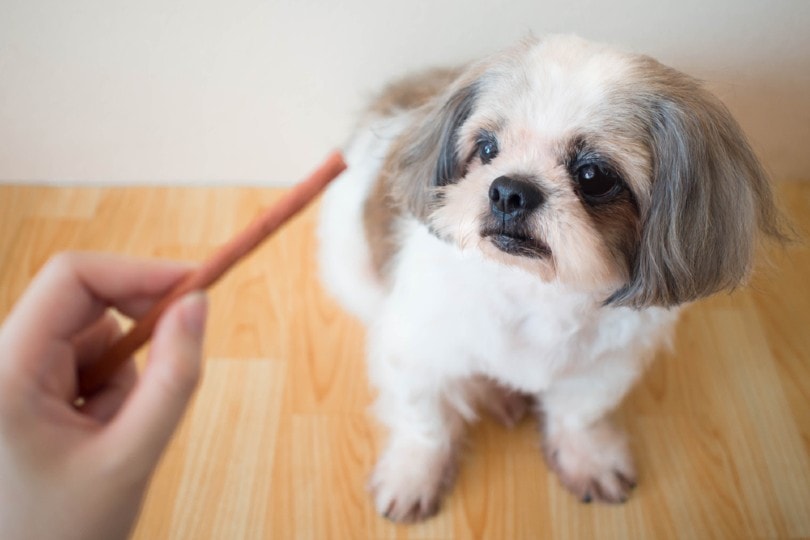 dog owner giving her pet shih tzu a treat