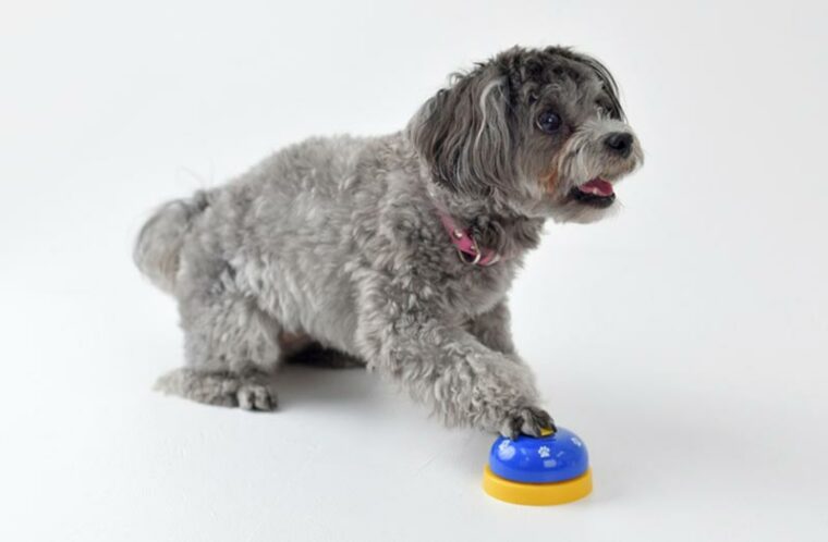 dog pushing a button with front leg
