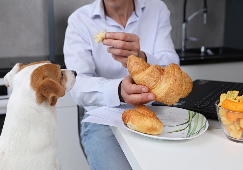 perro huele un pan en la mano del dueño