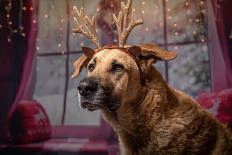 dog wearing christmas costume
