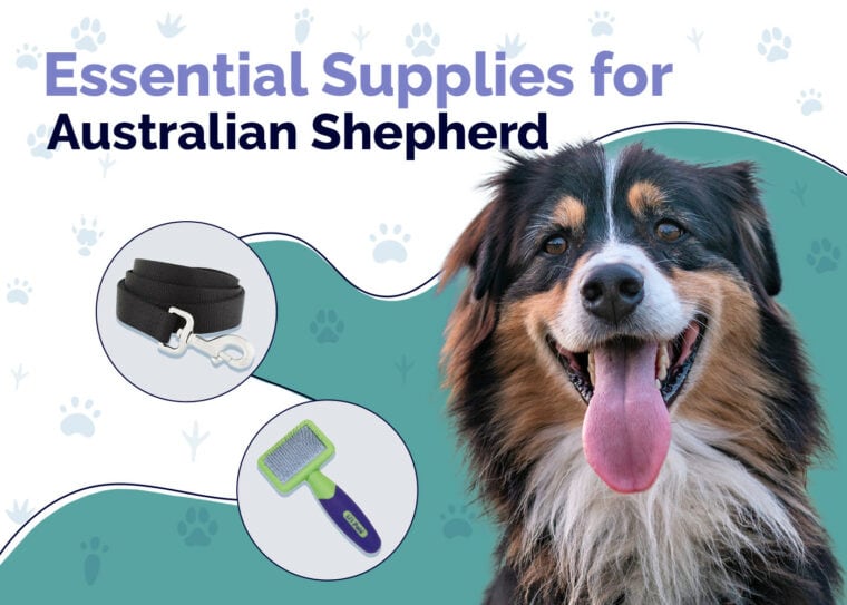 Some Australian Shepherd must haves! #fyp #puppiesoftiktok #aussiepupp, Australian  Shepherd