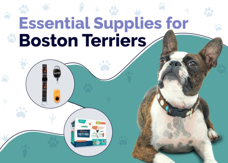 Essential Supplies For Boston Terriers
