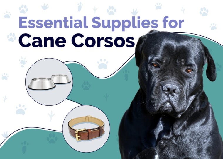 Essential Supplies For Cane Corsos