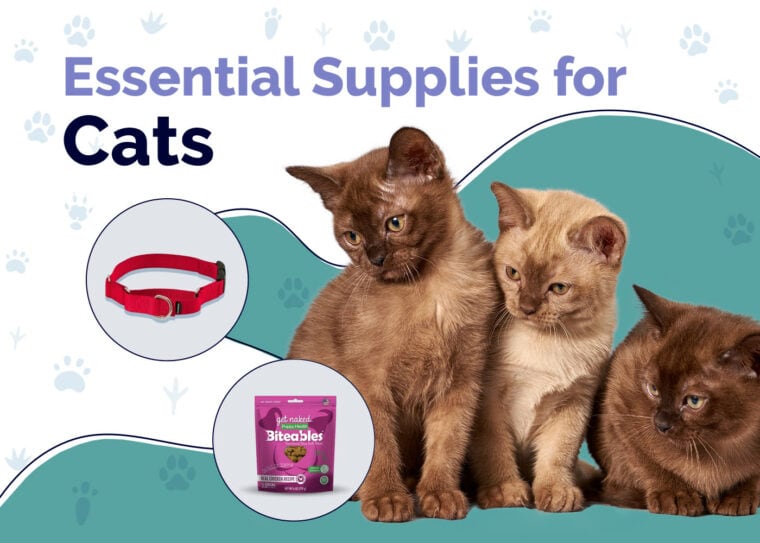 Essential Supplies For Cats