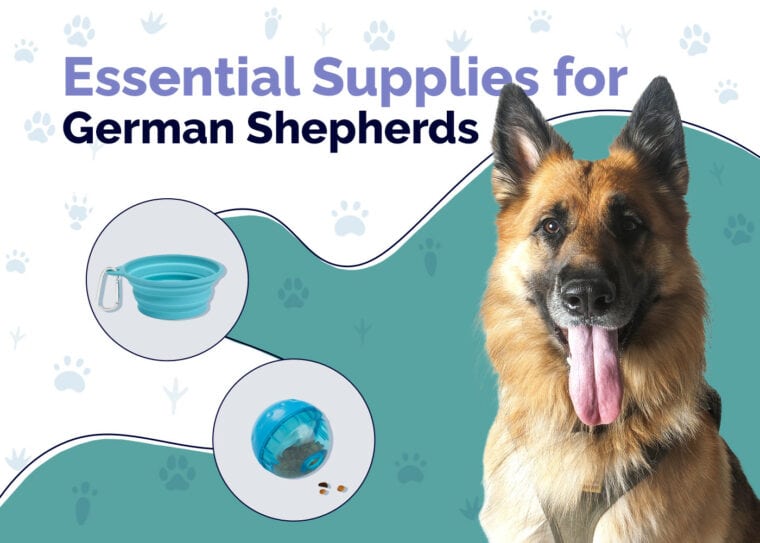 Essential Supplies For German Shepherds