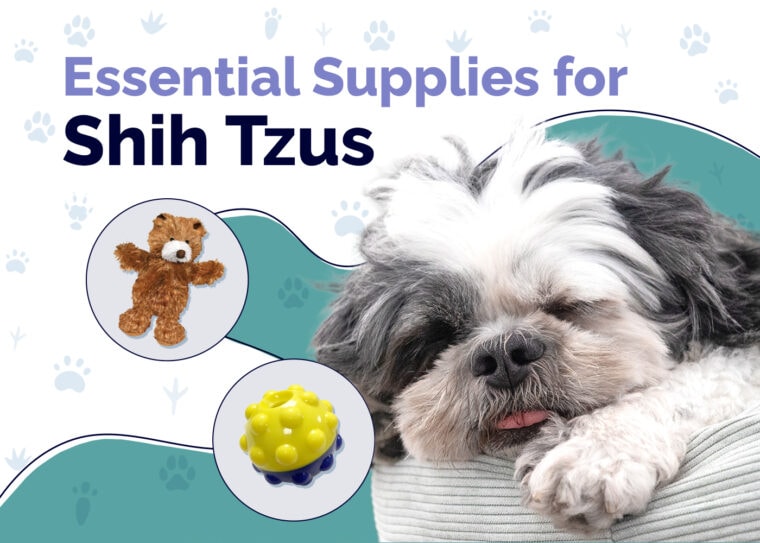Essential Supplies For Shih Tzu