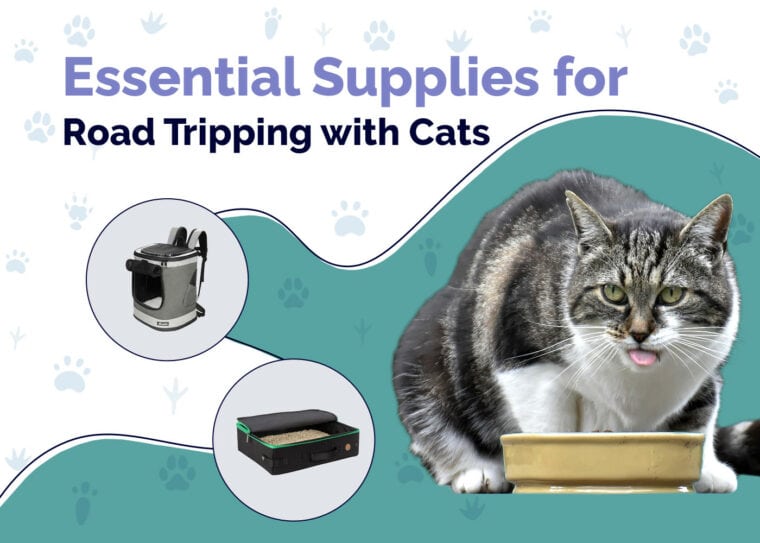 Essential Supplies For Road Tripping with Cats