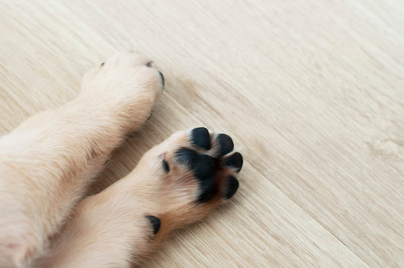 feet of a labrador retriever puppy