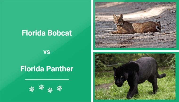 florida bobcat vs panther