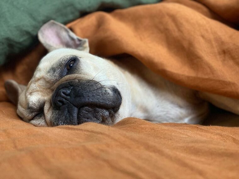 french bulldog sleeping under the blanket