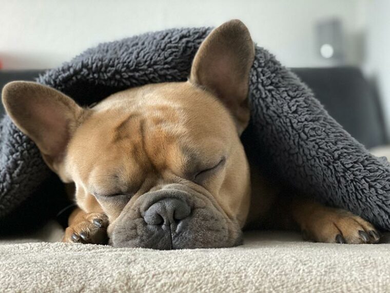 bulldog francés durmiendo debajo de la manta