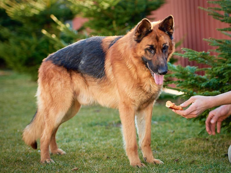 german shepherd dog looks at a piece of bread in owner's hand