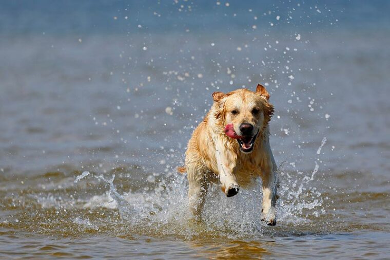 golden retriever dog running at the beach