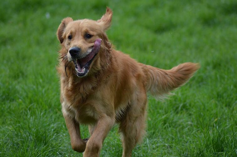 golden retriever dog running in the meadow