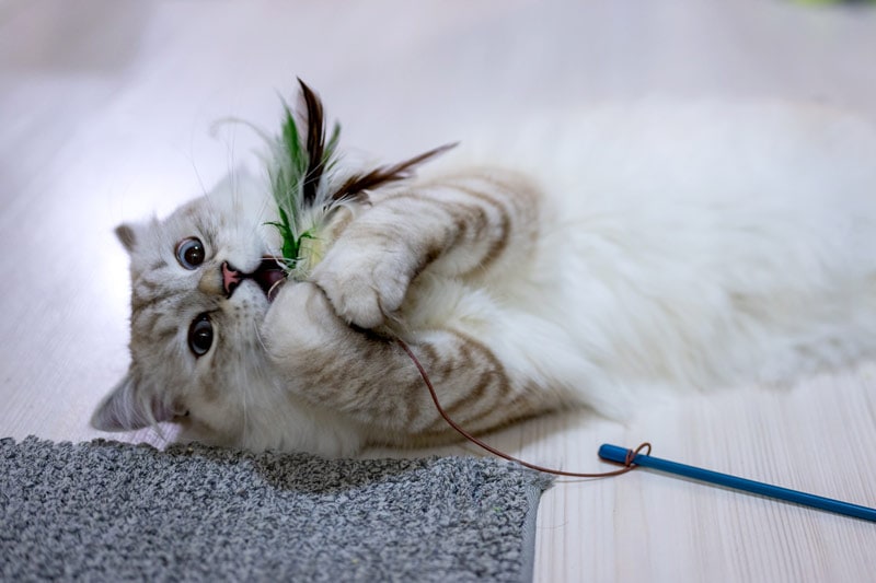 gray and white cat playing with toy on the floor