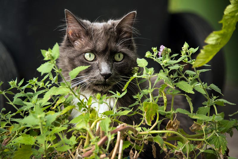 gray cat near catnip plants