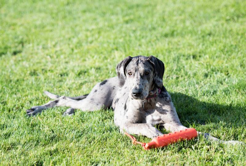 great dane dog on the grass with a toy