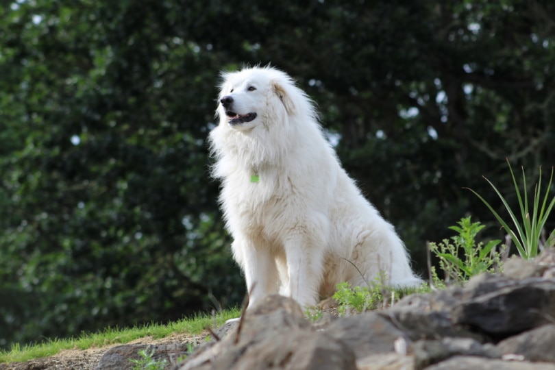 great pyrenees dog sitting outdoor