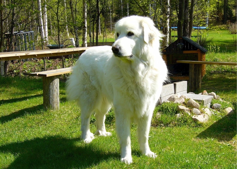 great pyrenees dog standing in the grass