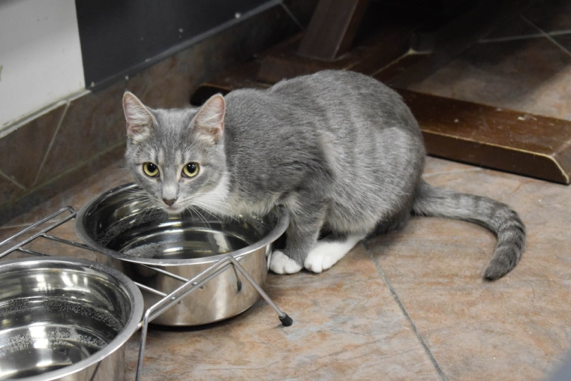 grey cat near water bowl