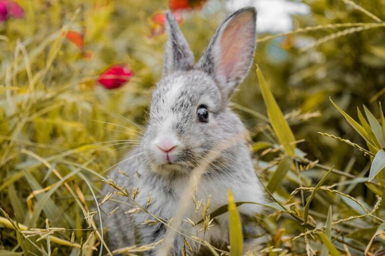 grey rabbit on a meadow