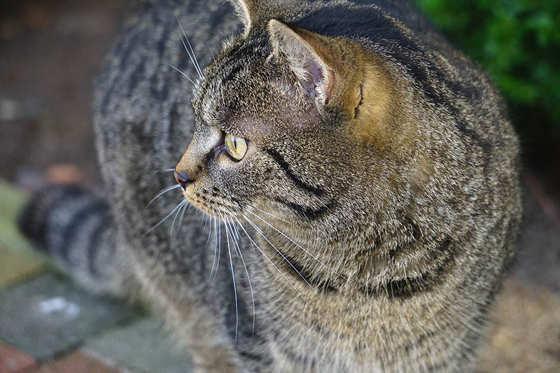 grey striped domestic shorthair cat looking sidways