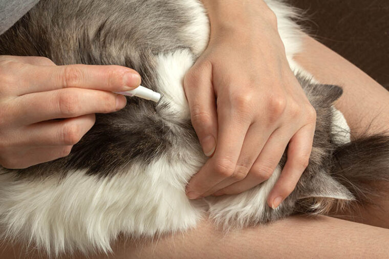 hand applying topical flea treatment on cat