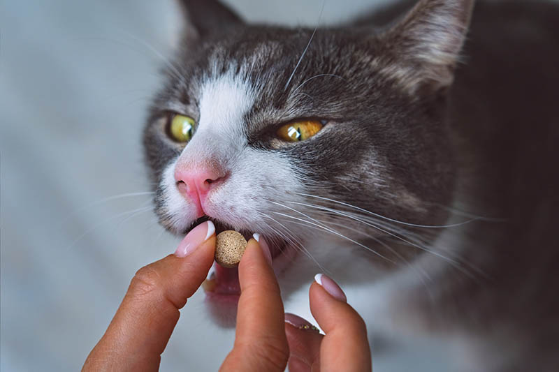 la mano le da pastillas a un gato