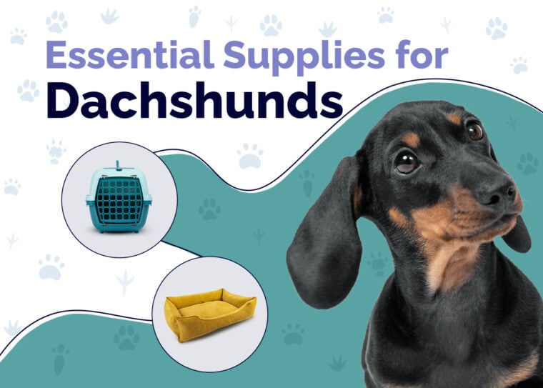 Essential Supplies For Dachshunds