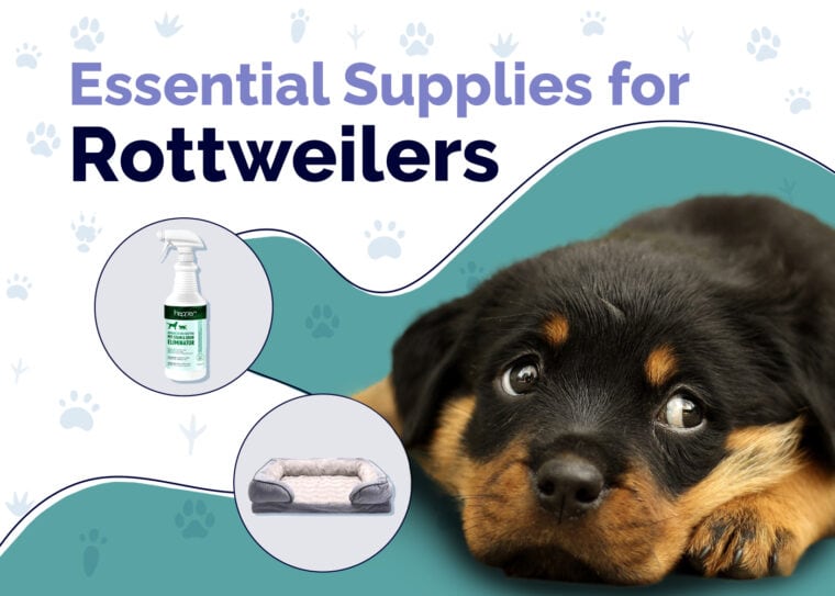Essential Supplies For Rottweilers