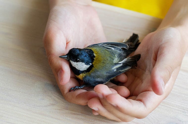 injured bird in a hand